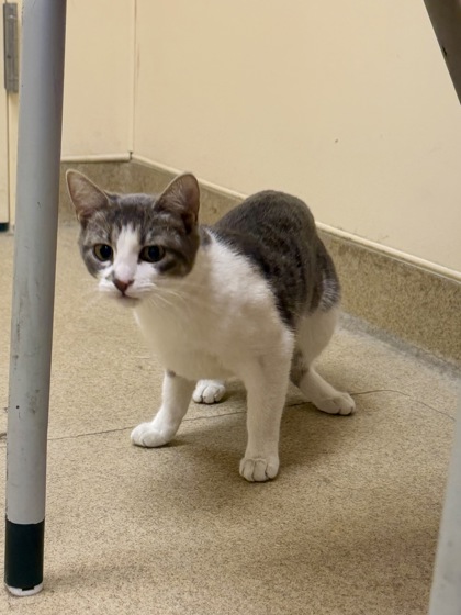 CARAMEL APPLE - Domestic Shorthair / Mix available for adoption