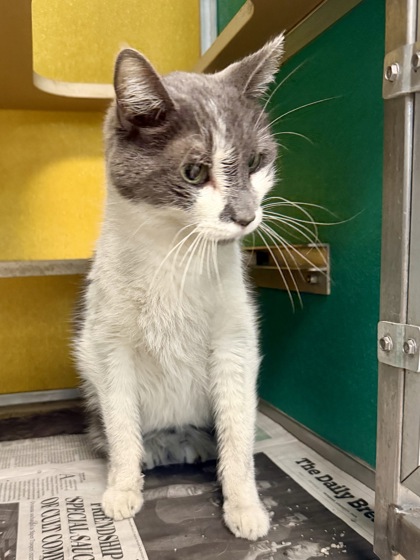 TT - Domestic Shorthair / Mix for adoption in Hampton
