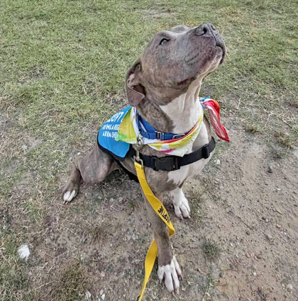 CRISPY FRIED ONION - American Pit Bull Terrier / Mix available for adoption