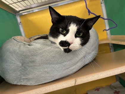 BALLER - Domestic Shorthair / Mix available for adoption