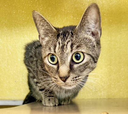 PURR-CEUS - Domestic Shorthair / Mix available for adoption