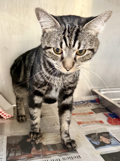 GRIMACE - Domestic Shorthair / Mix available for adoption