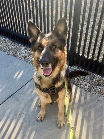 EMMA (BONDED WITH ROXY) - German Shepherd / Mix available for adoption