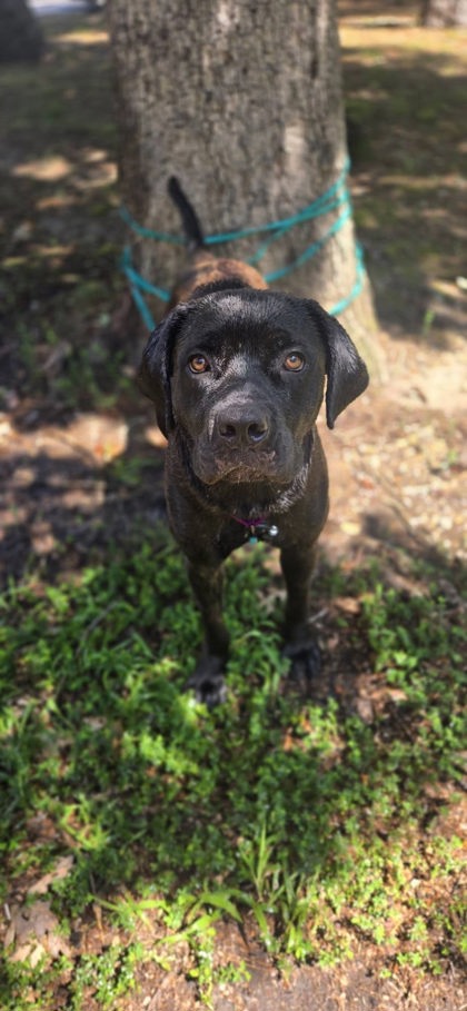 BRIANNA - Cane Corso / Mix available for adoption