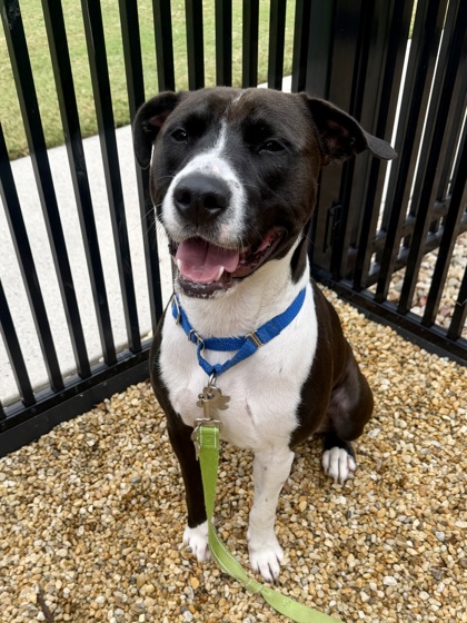 ROCKY - American Pit Bull Terrier / Mix available for adoption