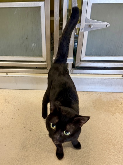 ITTY KITTY - Domestic Shorthair / Mix available for adoption