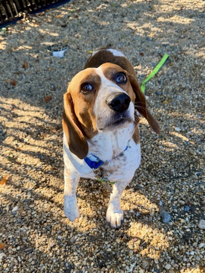 BAGEL - Beagle / Mix available for adoption