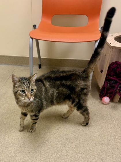 MONDU - Domestic Shorthair / Mix for adoption in Hampton