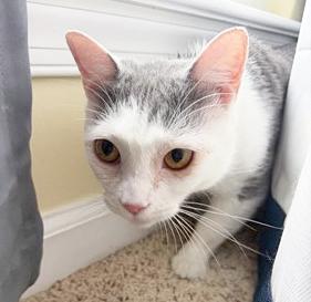 SANDY CHEEKS - Domestic Shorthair / Mix available for adoption