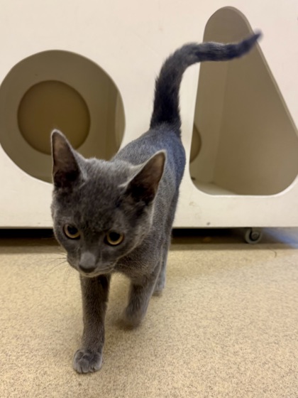 CLARKE - Domestic Shorthair / Mix available for adoption