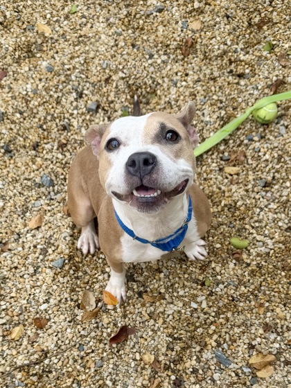 BLESSING - American Pit Bull Terrier / Mix available for adoption