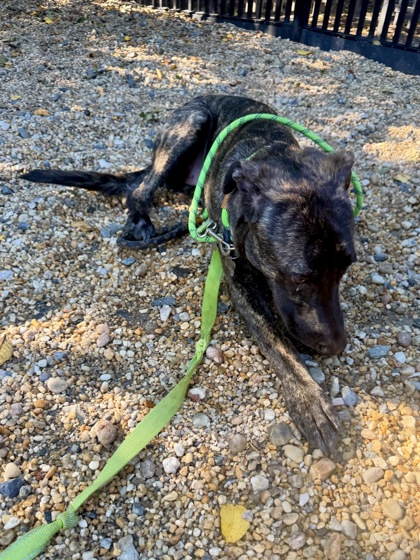 ELOISE - Greyhound / Mix available for adoption