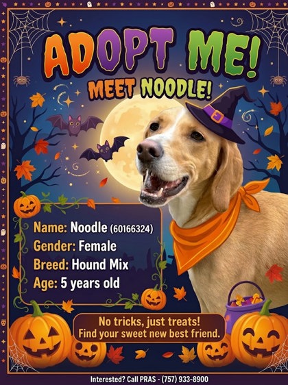 NOODLE - Hound / Mix available for adoption