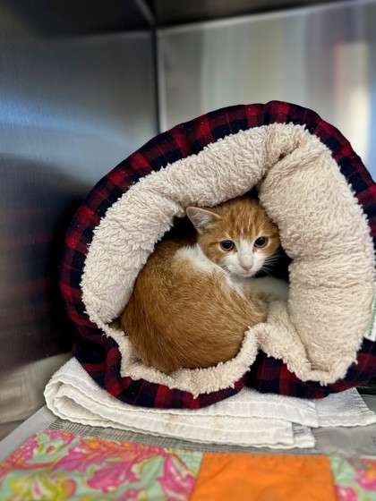 CANDY CORN - Domestic Shorthair / Mix available for adoption