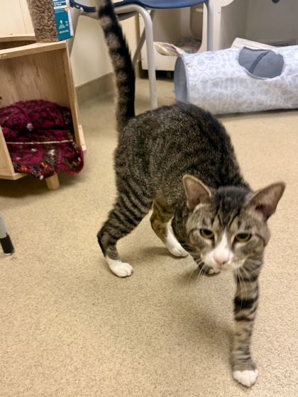 CHILI - Domestic Shorthair / Mix available for adoption