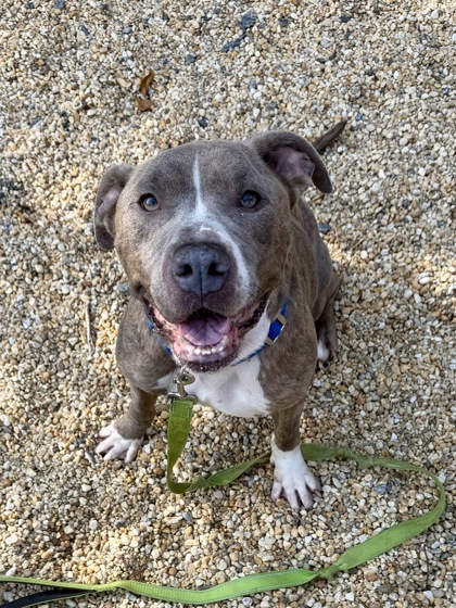 CRISPY FRIED ONION - American Pit Bull Terrier / Mix for adoption in Hampton