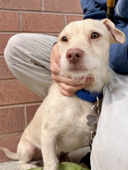 DASH - Terrier / Mix available for adoption