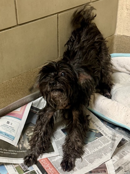 COCO - Shih Tzu / Mix for adoption in Hampton