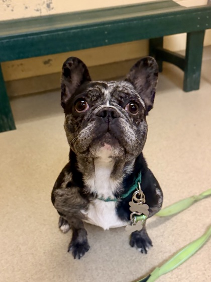 CABARNET - French Bulldog / Mix available for adoption