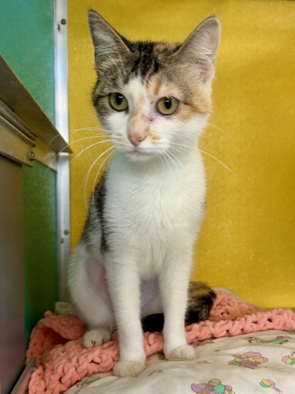 SALLY (BONDED WITH GILLIAN) - Domestic Shorthair / Mix available for adoption