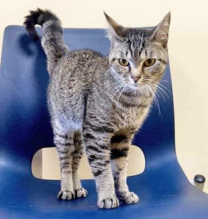 WATER BOTTLE - Domestic Shorthair / Mix available for adoption