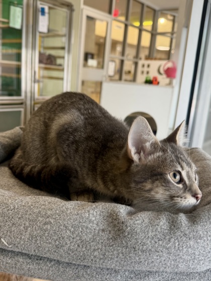 RC COLA - Domestic Shorthair / Mix available for adoption