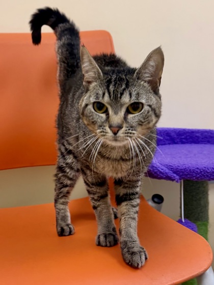 WATER BOTTLE - Domestic Shorthair / Mix available for adoption