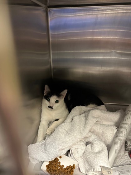 BRAHMS - Domestic Shorthair / Mix available for adoption