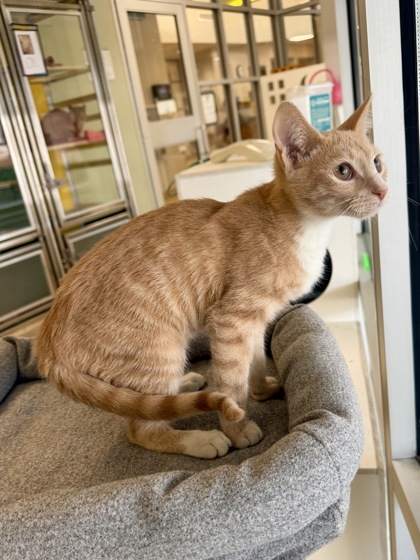 GUMMY BEAR - Domestic Shorthair / Mix available for adoption