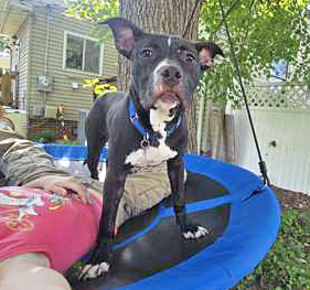FROG  (IN FOSTER) - American Pit Bull Terrier / Mix available for adoption