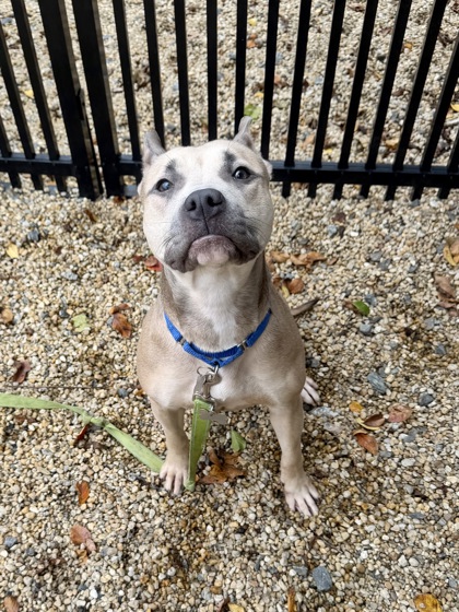 ALTA - American Pit Bull Terrier / Mix available for adoption