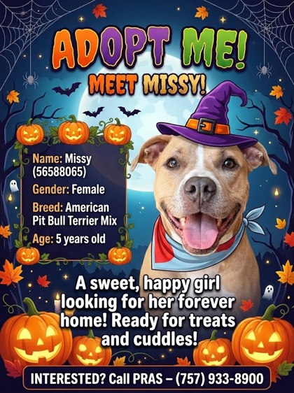 MISSY - American Pit Bull Terrier / Mix available for adoption