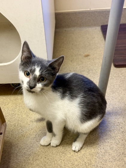 BARLEY - Domestic Shorthair / Mix available for adoption