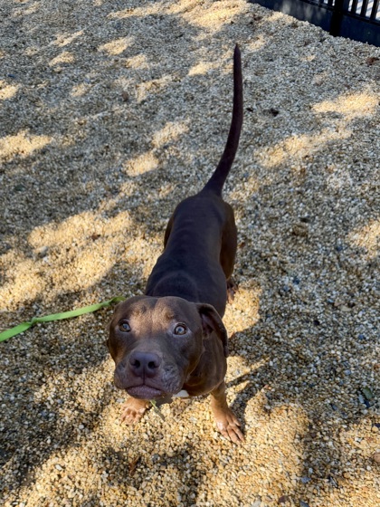 CINNAMON STICK - American Pit Bull Terrier / Mix available for adoption