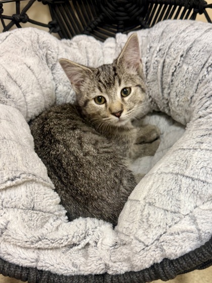 HONEY BEE - Domestic Shorthair / Mix available for adoption