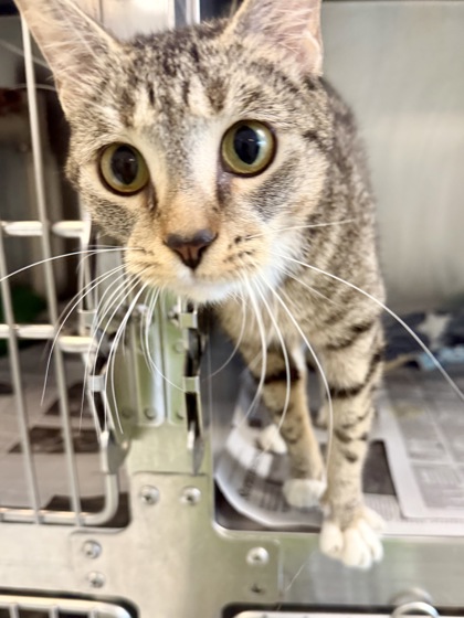 BELLA - Domestic Shorthair / Mix available for adoption