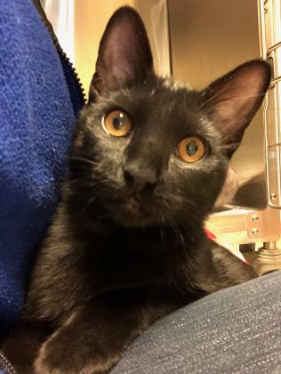 SUNSILK - Domestic Shorthair / Mix available for adoption