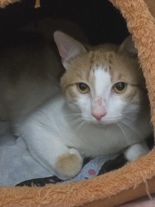 SNOWBALL (IN FOSTER) - Domestic Shorthair / Mix available for adoption