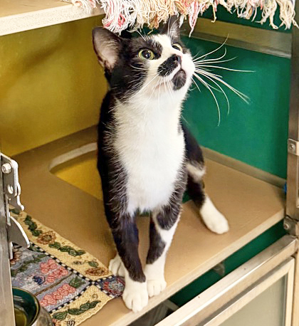 BALLER - Domestic Shorthair / Mix available for adoption