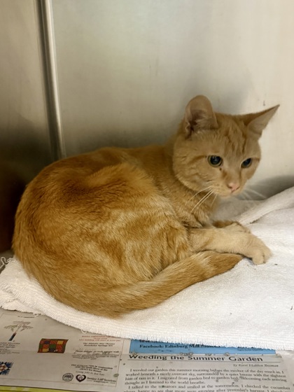 BEANIE - Domestic Shorthair / Mix available for adoption