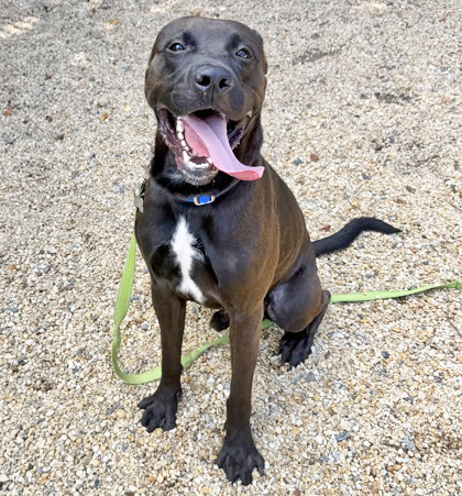 COZMO - Pit Bull Terrier / Mix available for adoption