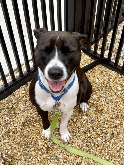 ROCKY - American Pit Bull Terrier / Mix available for adoption