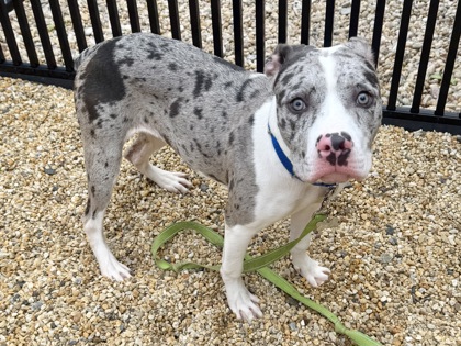 PENCIL CASE - American Pit Bull Terrier / Mix available for adoption