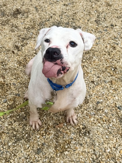BLANCA - American Pit Bull Terrier / American Bulldog available for adoption