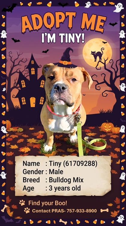 TINY - American Bulldog / Mix available for adoption