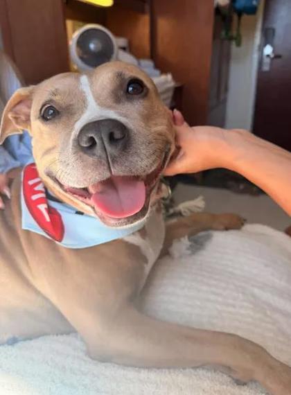 MISSY - American Pit Bull Terrier / Mix for adoption in Hampton