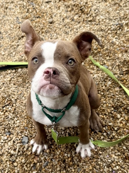 NYLA - Pit Bull Terrier / Mix for adoption in Hampton