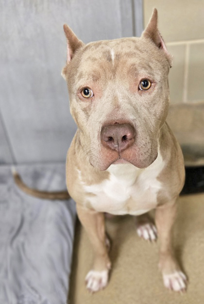 CASANOVA (IN FOSTER) - American Pit Bull Terrier / Mix available for adoption
