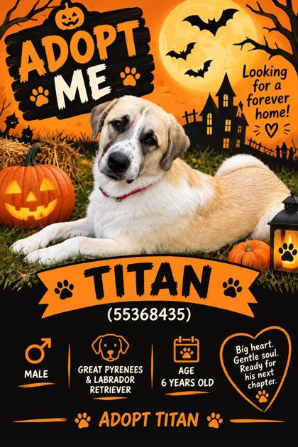 TITAN - Great Pyrenees / Labrador Retriever available for adoption