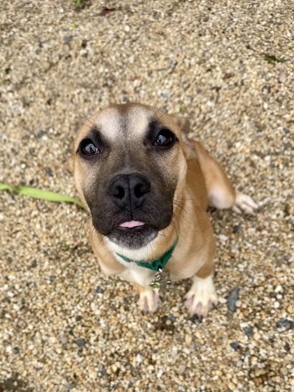 CORK BOARD - American Pit Bull Terrier / Boxer available for adoption
